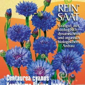 Kornblume Blauer
