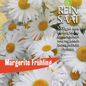 Margerite Frühling