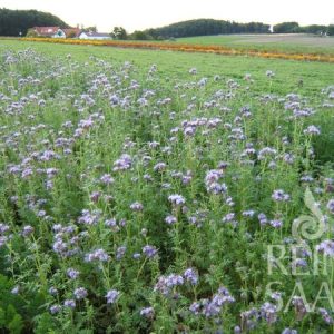 Phacelia