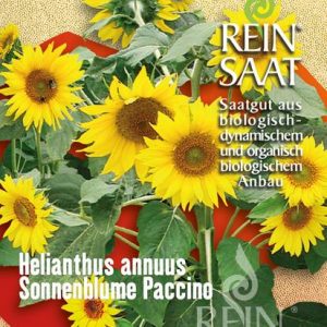 Sonnenblume Paccino
