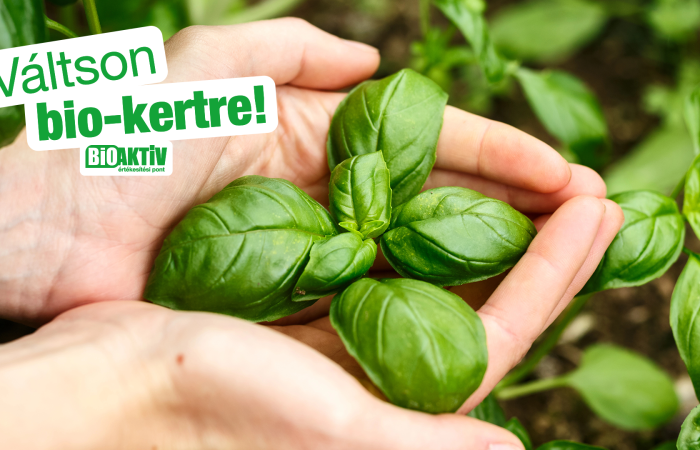 Nevelj bazsalikom palántát!