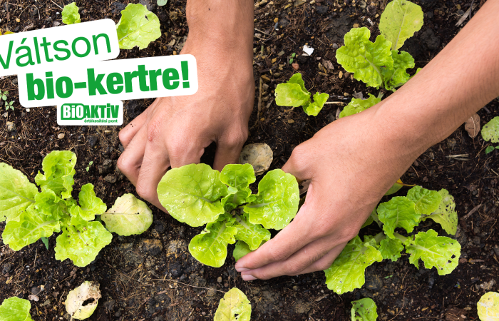 Szabadföldi biozöldségek ültetése